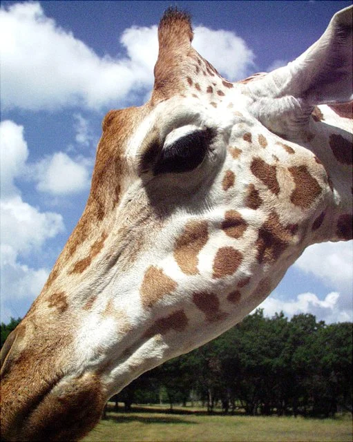 2001 Fossil Rim-055.jpg