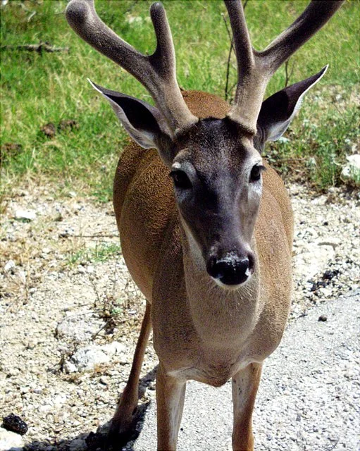 2001 Fossil Rim-069.jpg