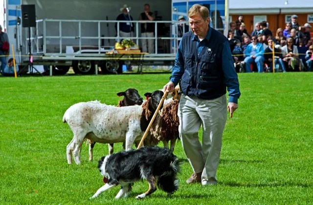 SheepDog-013.jpg