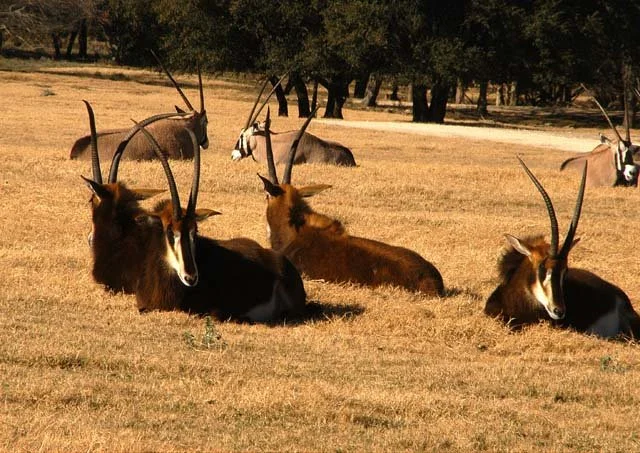 2003 Fossil Rim-126.JPG