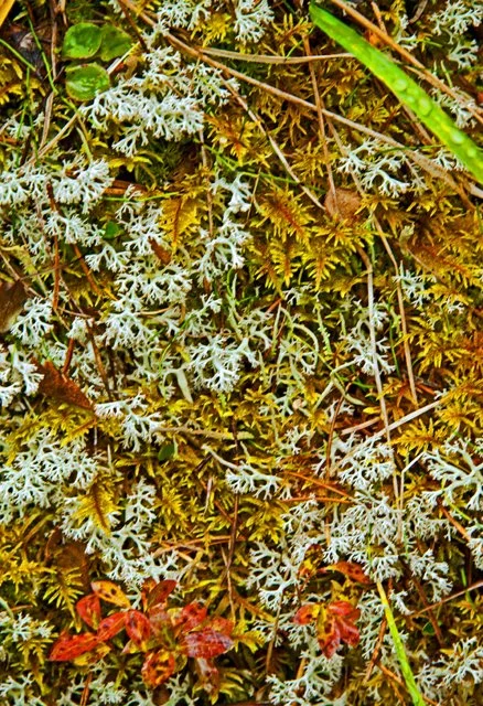 2011 Schaffer Trail-110