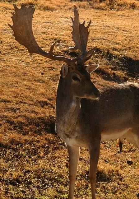 2003 Fossil Rim-099.JPG