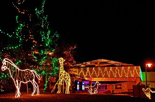 Zoolights-018.jpg