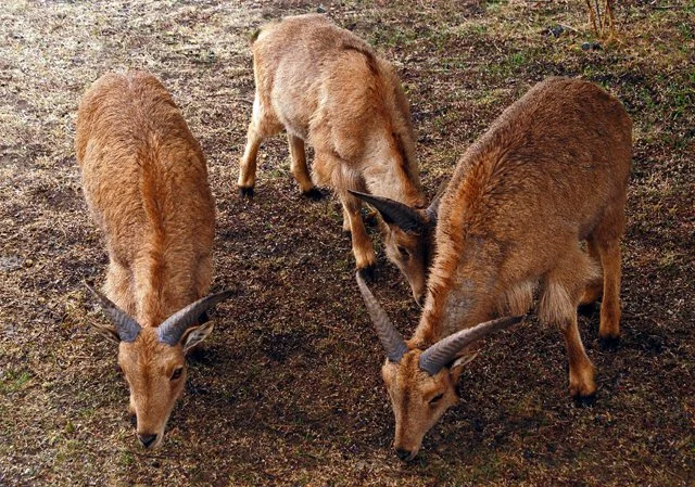 Fossil Rim-104.jpg