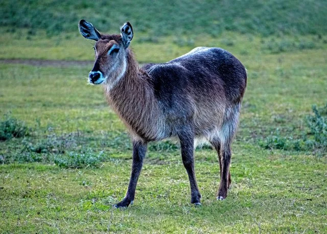 Fossil Rim-319.jpg