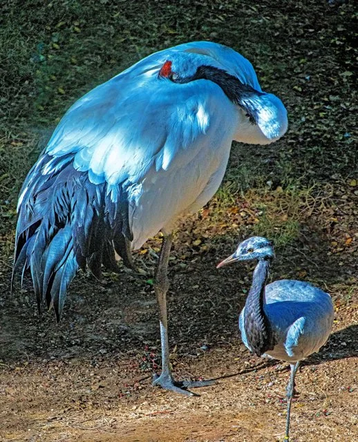 FW Zoo-053.jpg