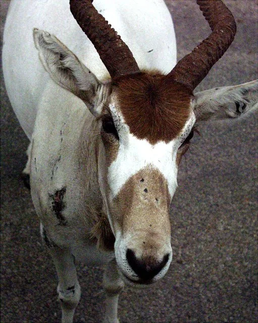 2001 Fossil Rim-082.jpg