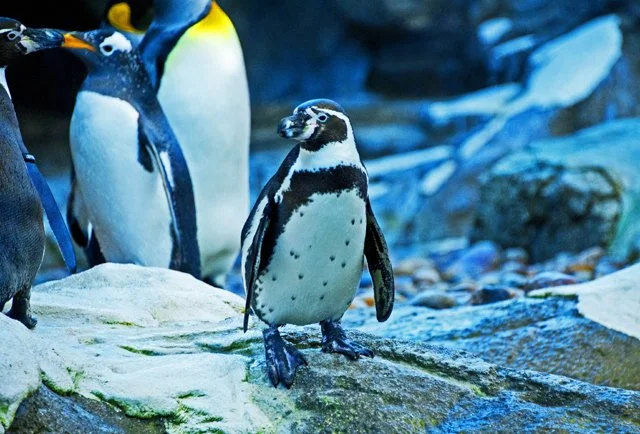 2012 Penguin Plunge-170