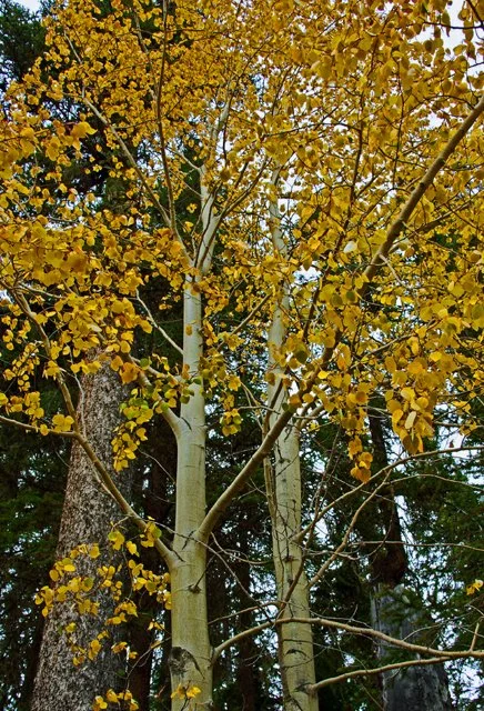 2011 Medicine Lk-120