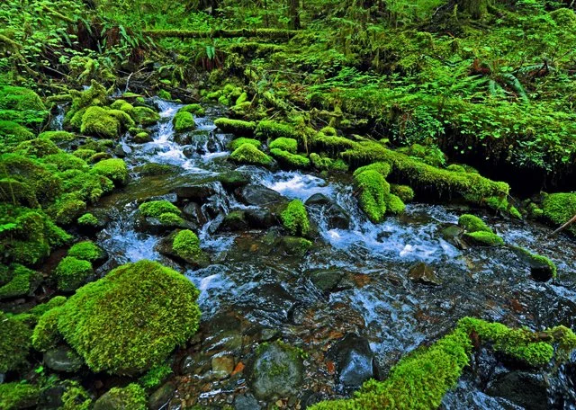 Sol Duc-094.jpg