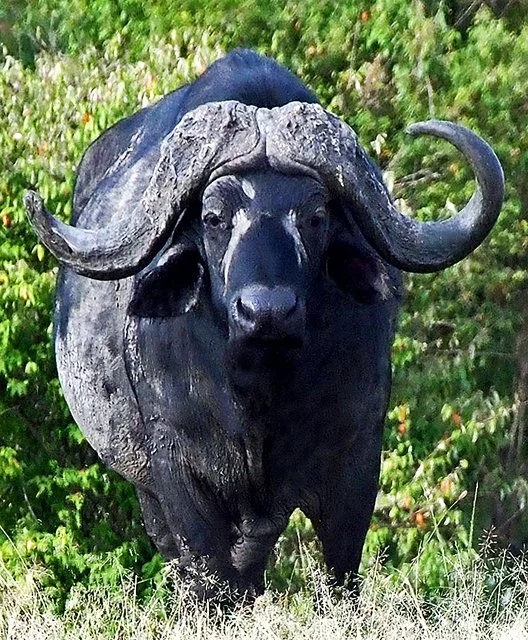 Cape Buffalo-012