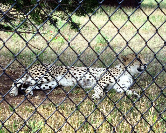 2001 Fossil Rim-018.jpg