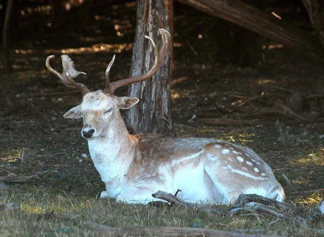 2003 Fossil Rim-167.jpg