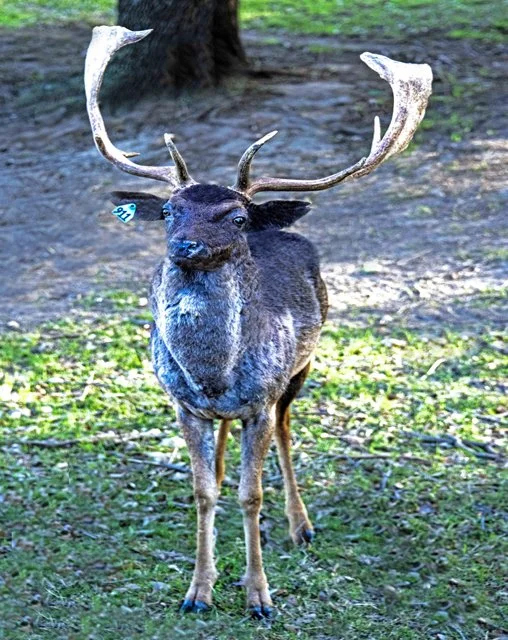 Fossil Rim-115.jpg