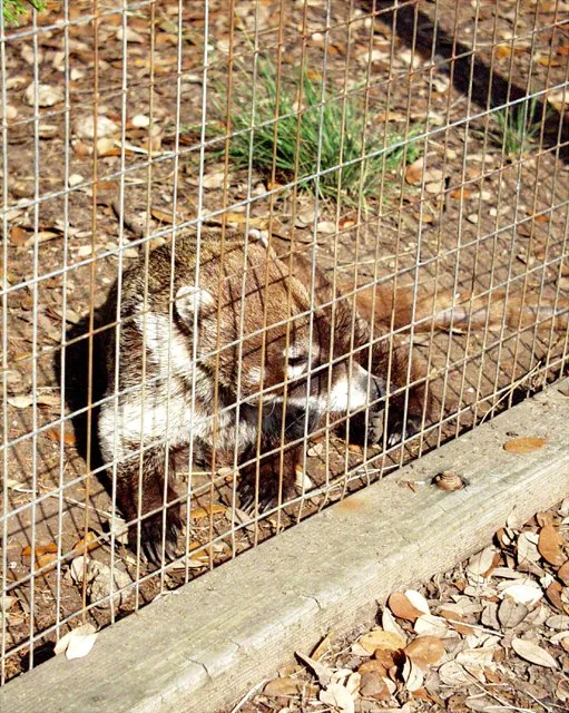 2001 Fossil Rim-022.jpg