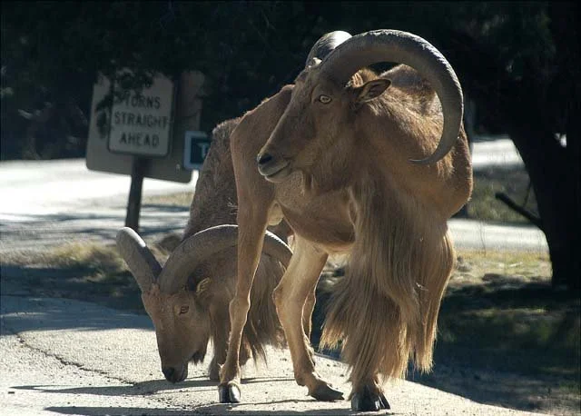 2003 Fossil Rim-181.jpg