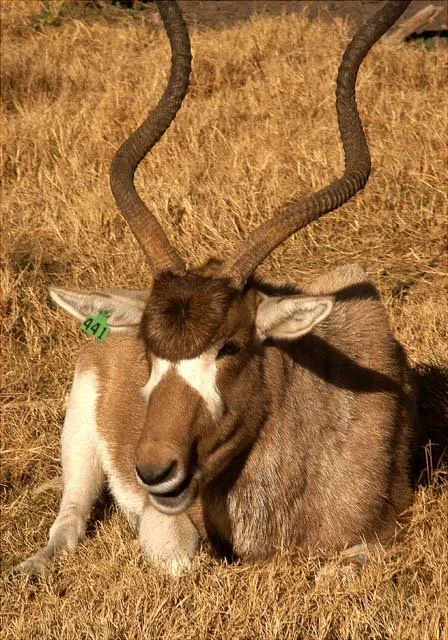 2003 Fossil Rim-137.JPG