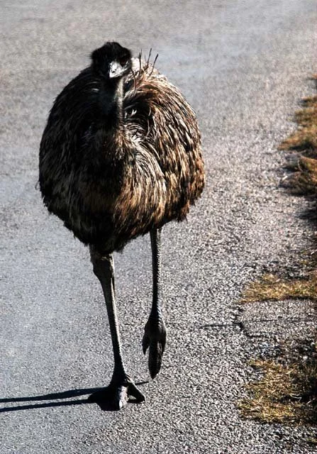 2003 Fossil Rim-105.JPG