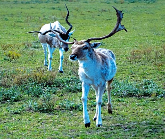 Fossil Rim-288.jpg