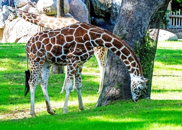 FW Zoo-116.jpg