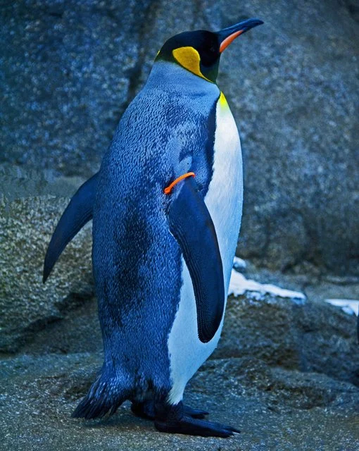 Penguins-063.jpg
