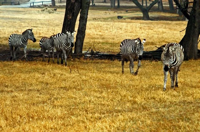 Fossil Rim-068.jpg