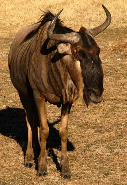 2003 Fossil Rim-082.JPG