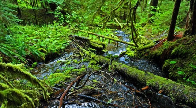 Sol Duc-087.jpg