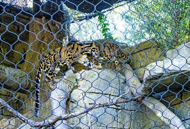 2024 FW Zoo-040