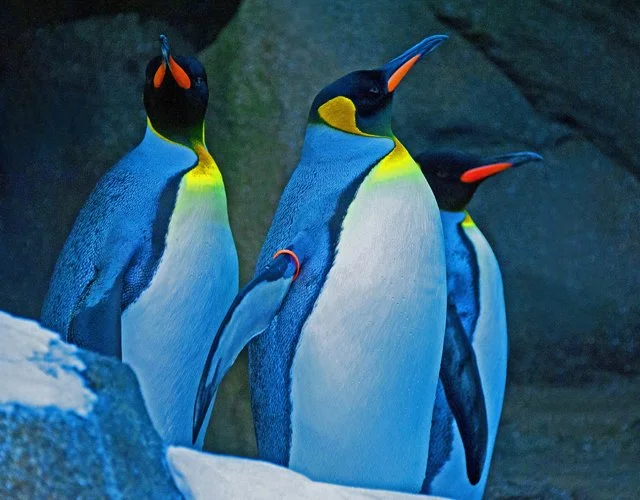 Penguins-088.jpg