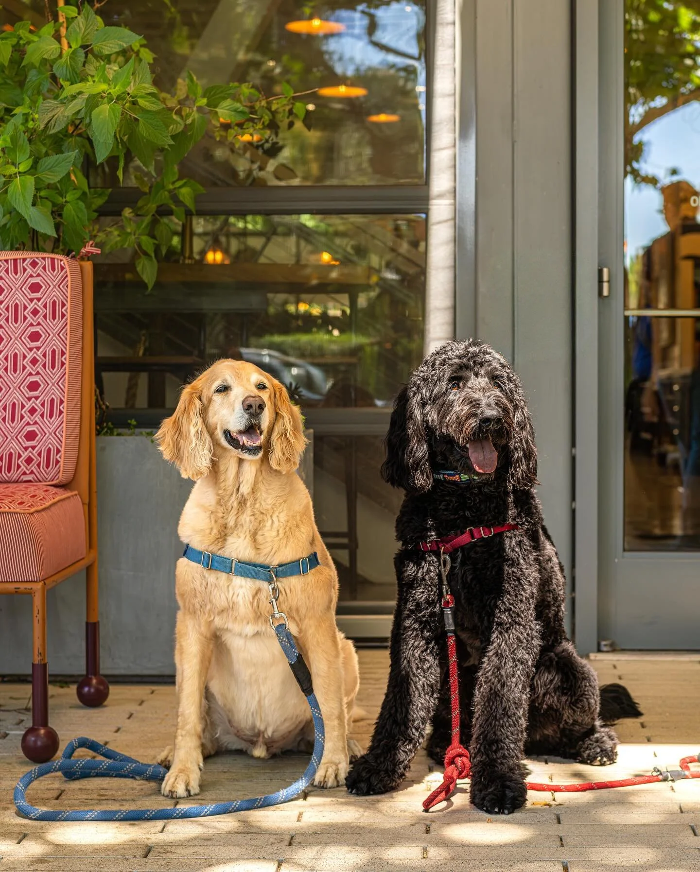 Healdsburg, today is looking like☀️ 80&deg; and nothing but sunshine ahead. Grab the pups and meet us for brunch and bubbles on the patio. 

📷 @emmakcreative