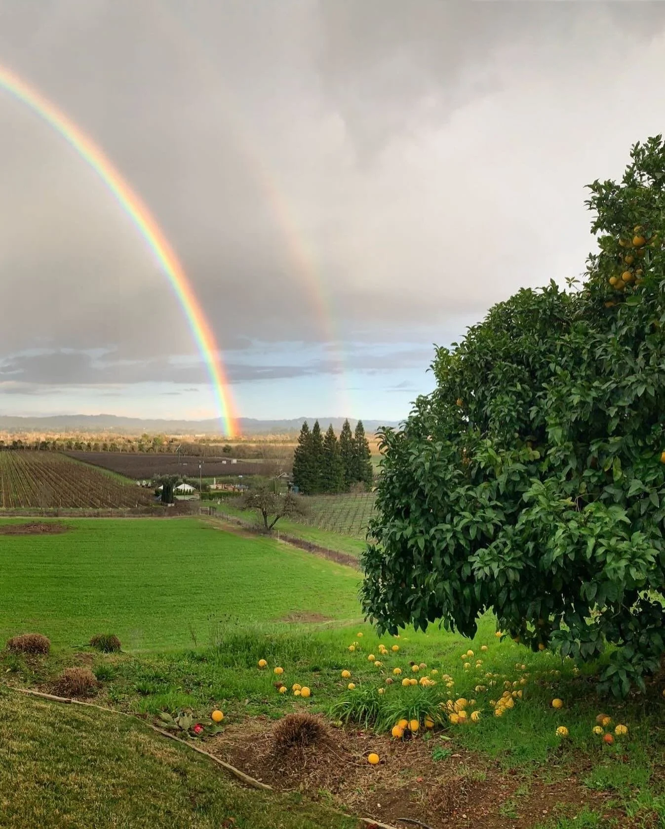Little Saint &amp; Little Saint Farm stand united in our values: climate justice and the fundamental rights of all beings.  We stand in solidarity with immigrant communities whose labor and care sustain us all.

Ways to take action with us:

&bull; W