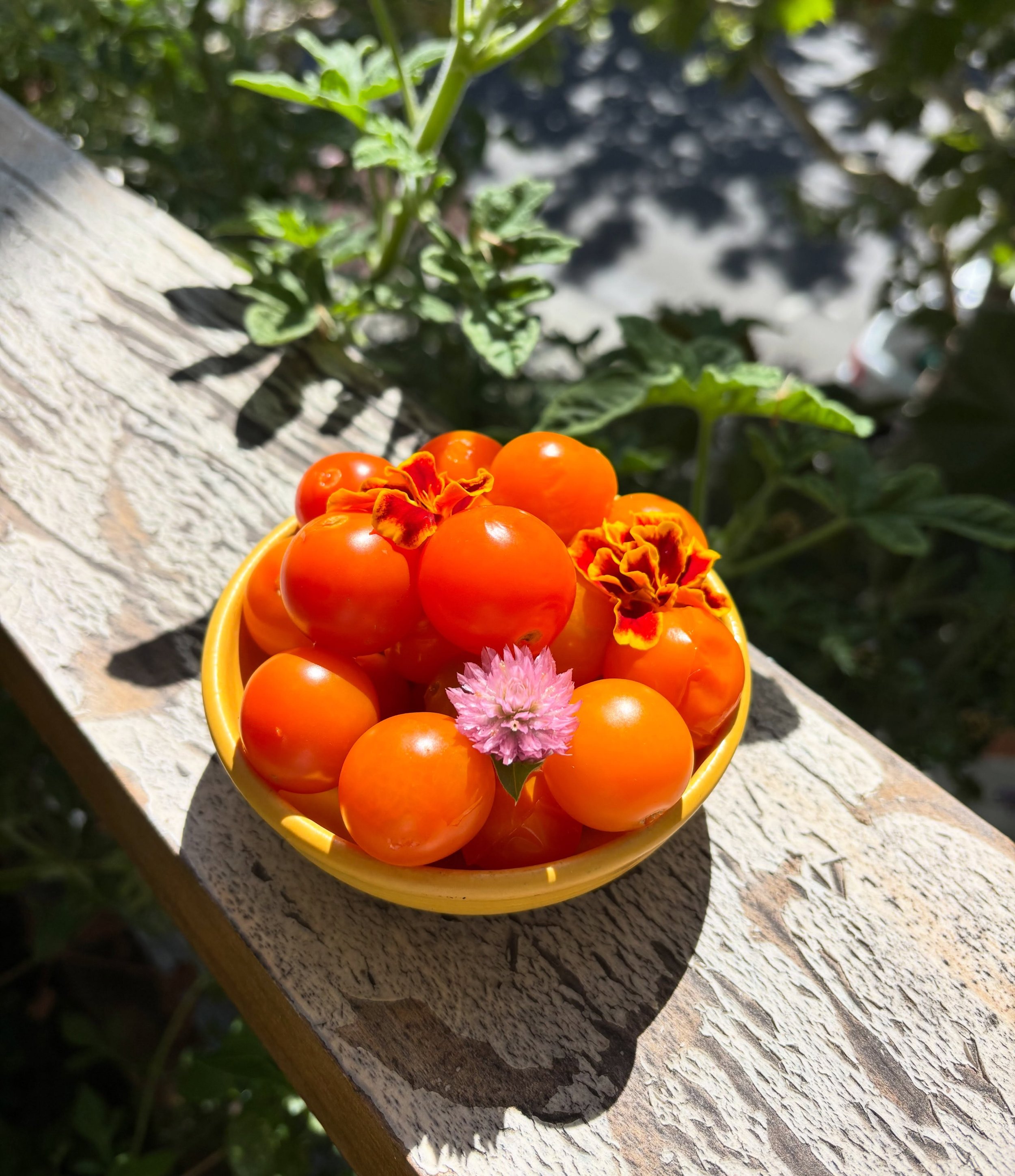 Our Pickled Sungold Tomatoes from @littlesaintfarm. 🍅

If you joined us for our @a16sf collaboration dinner, you may have tasted these and fallen a little in love. 👉Good news: they&rsquo;re on our daily menu&mdash;and, even better, in the Marketpla
