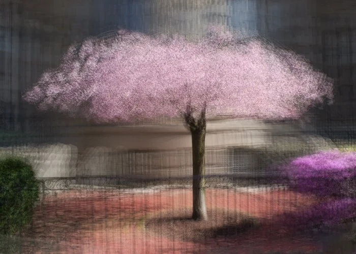Spring Cherry ICM