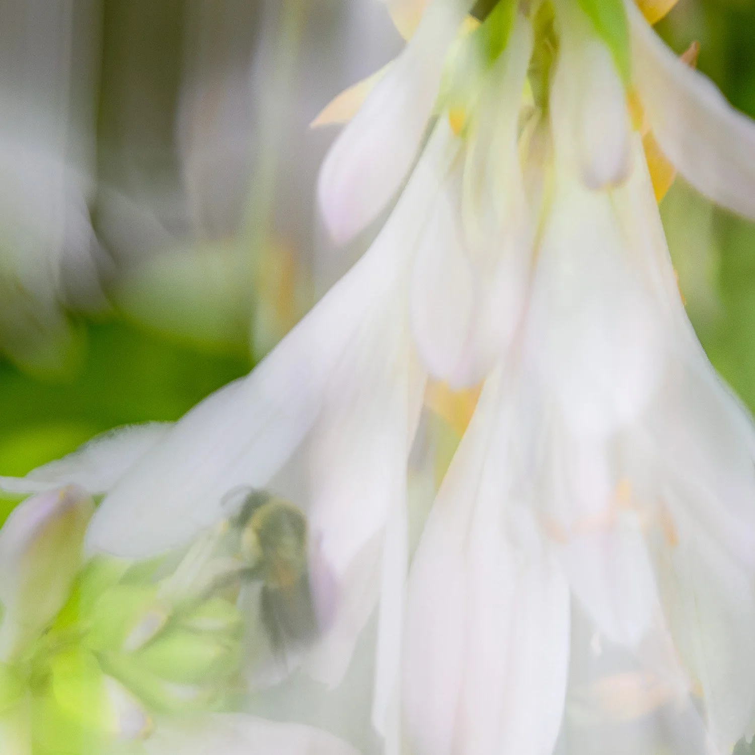 ICM bee in Hosta