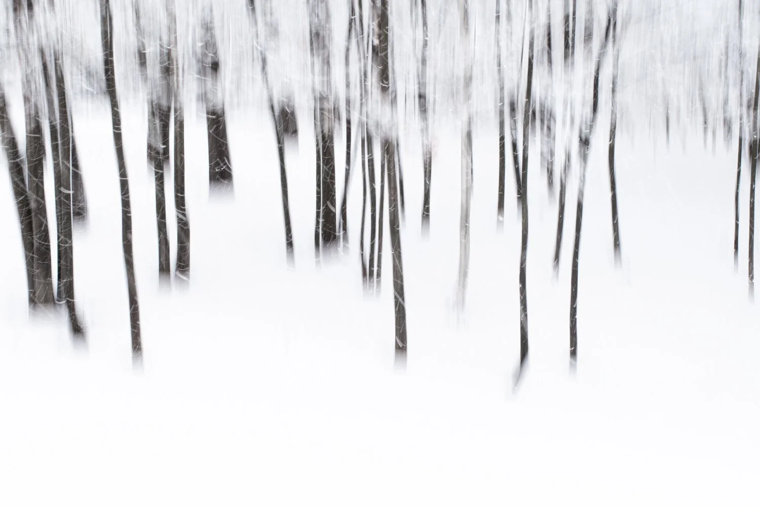 ICM trees in snow