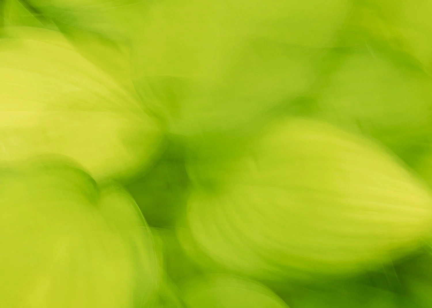  Here, a more restrained use of the technique softens the characteristic forms of Hosta foliage, allowing structure to dissolve gently into motion. 