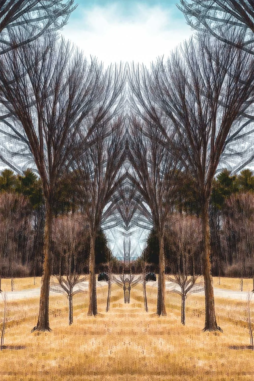 Abstract ICM Bluristic  photo - A mirrored images of a set of trees set on yellowed grass