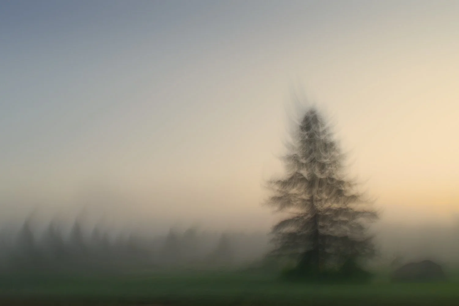 Abstract ICM image of a field of trees during sunrise on a foggy day,
