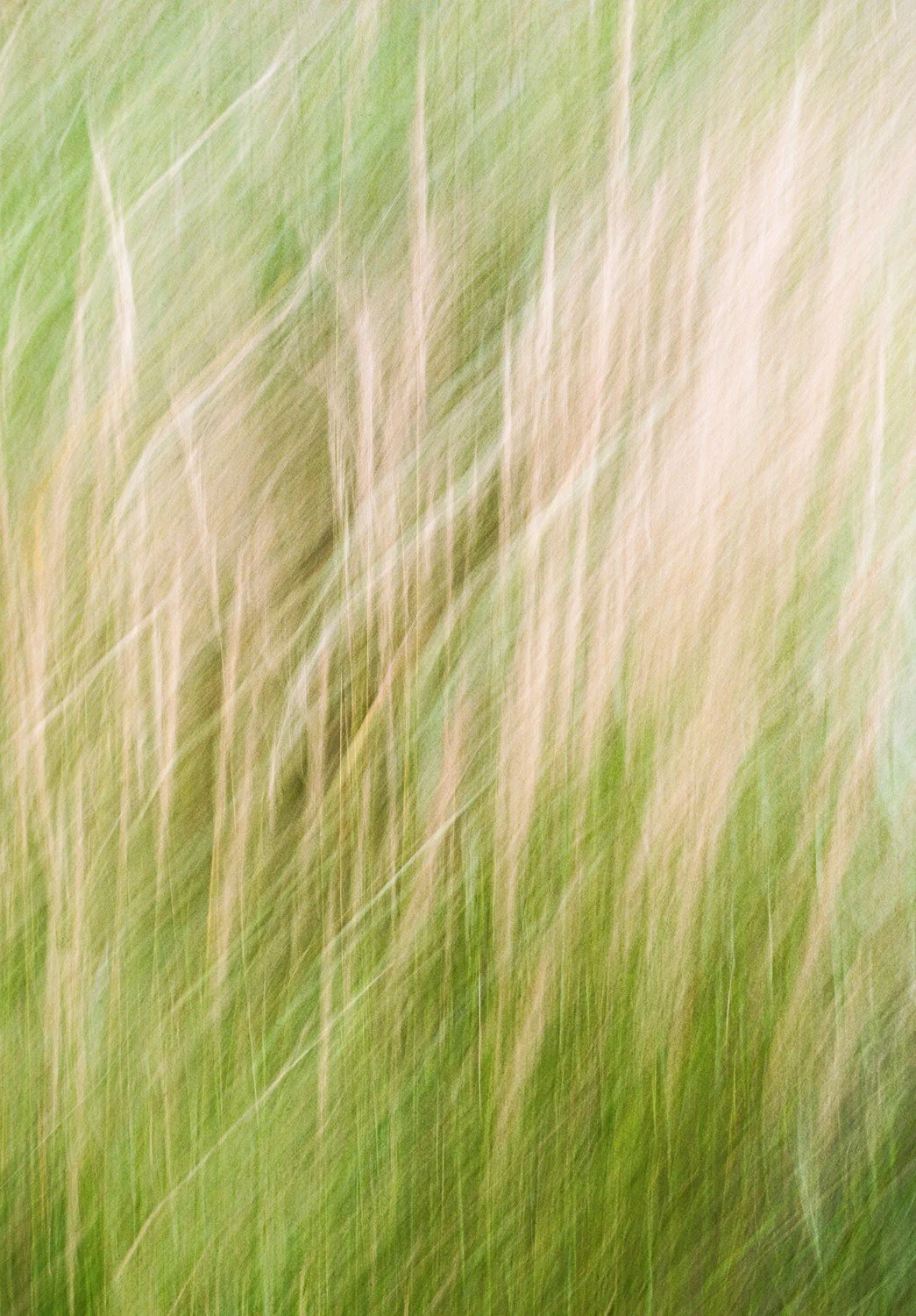 Abstract ICM of ornamental grasses