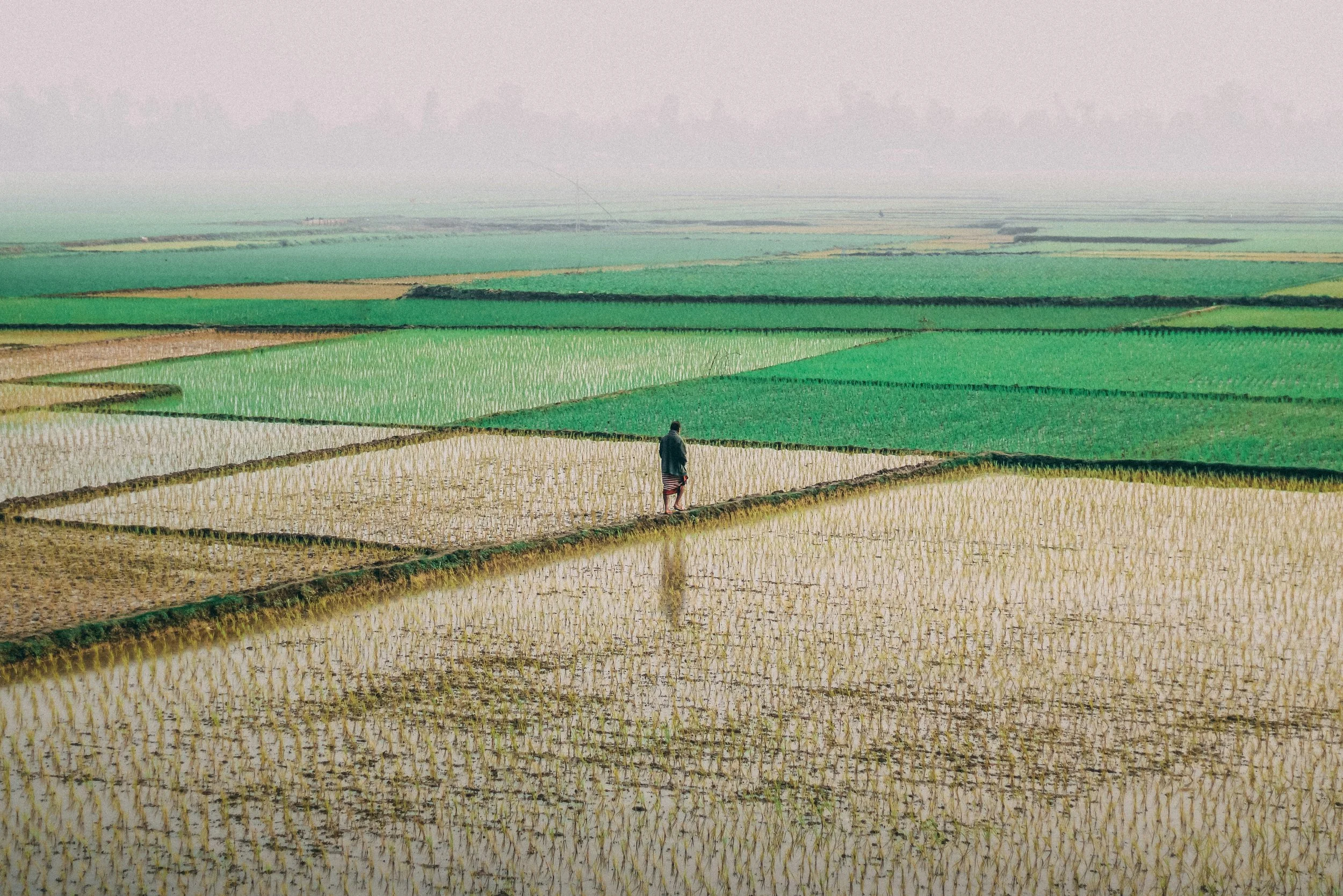 Reducing Gender Bias in Household Consumption Data: Implications for Food Fortification Policy (Food Policy, 2022)