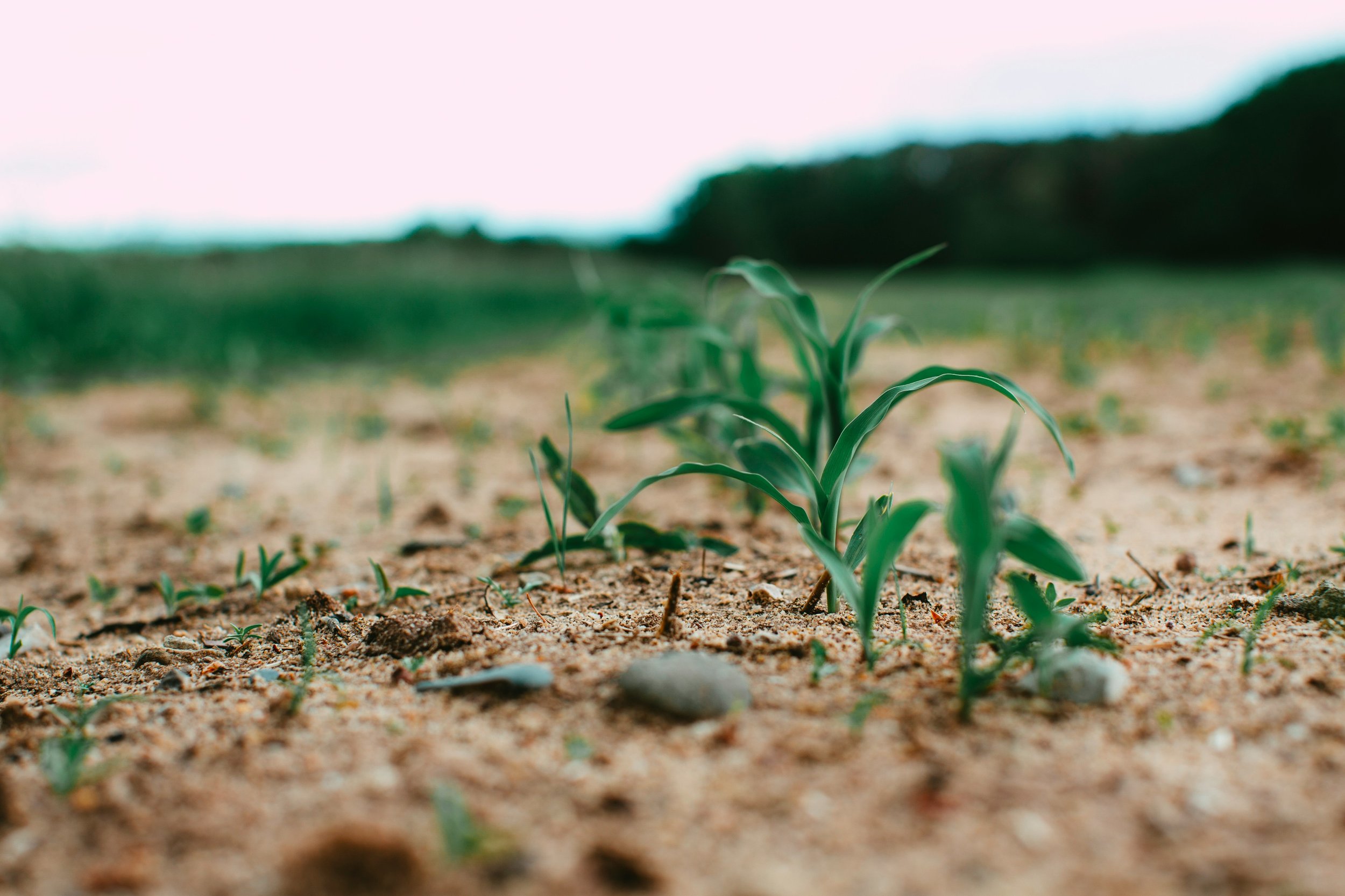 Gender Integration of Agricultural Innovation: Implications for the Genetically Modified Crop Product Development Pipeline (GM Crops &amp; Food, 2024)