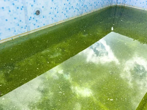 Algae Bloom in Pool Water