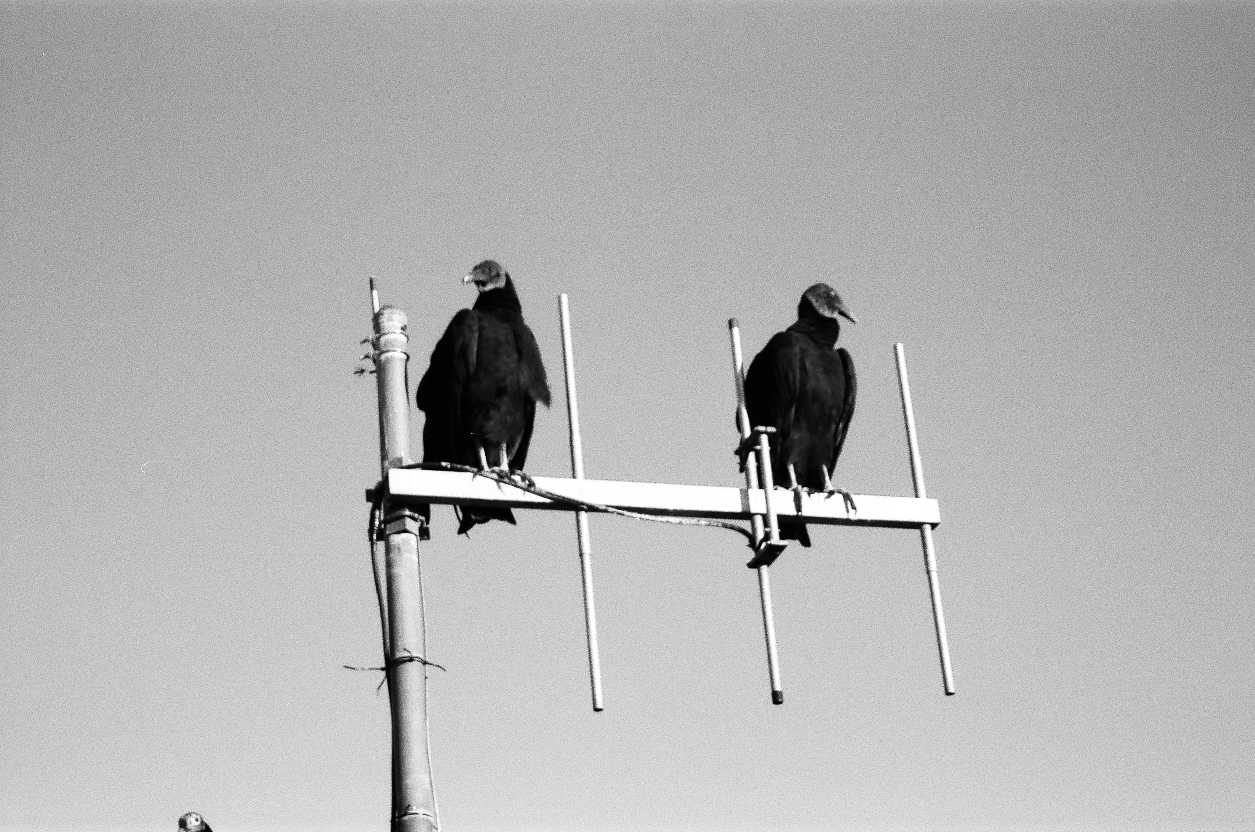  Pentax Zoom90-WR and FujiFilm neopan ACROS 100II 