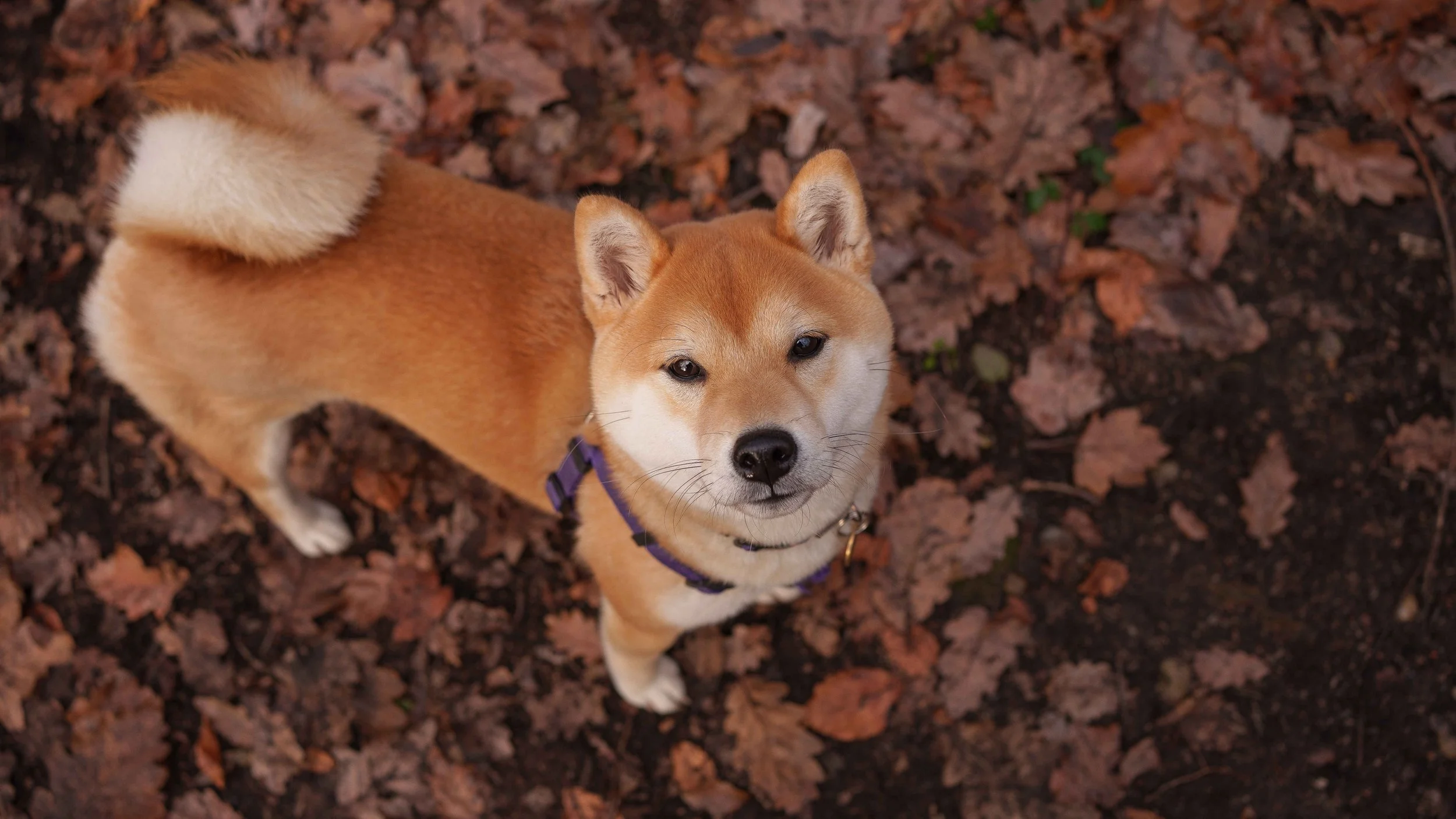London Dog Photography by London Landscape Photographer Donnell Asare