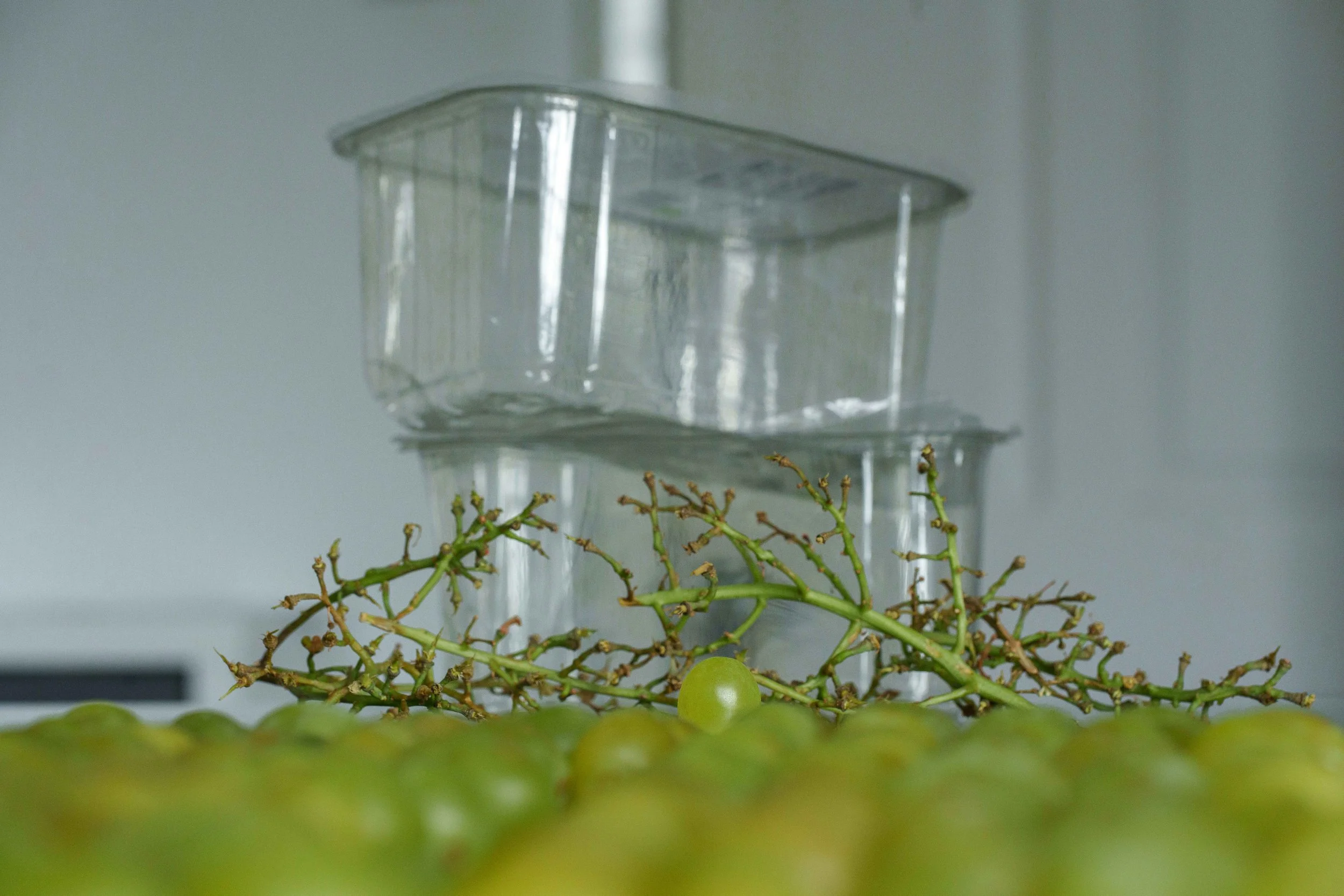 Fresh green grapes and grapevine branches with a bunch of grapes at the bottom, and stacked clear plastic food containers in the background.