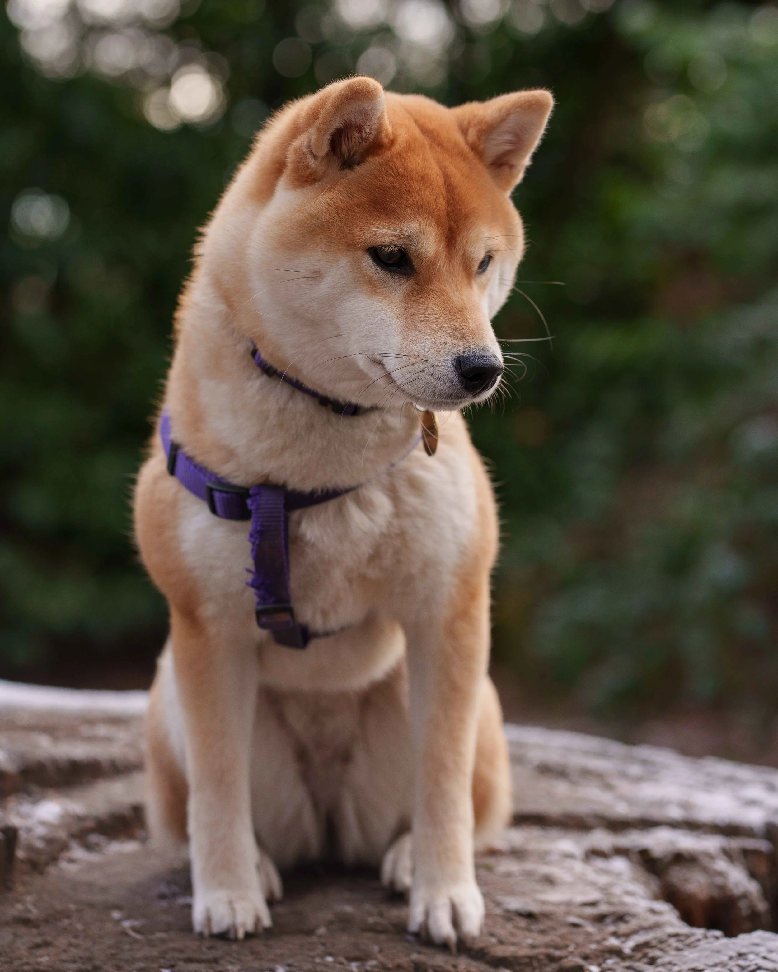 London Dog Photography by London Portrait Photographer Donnell Asare