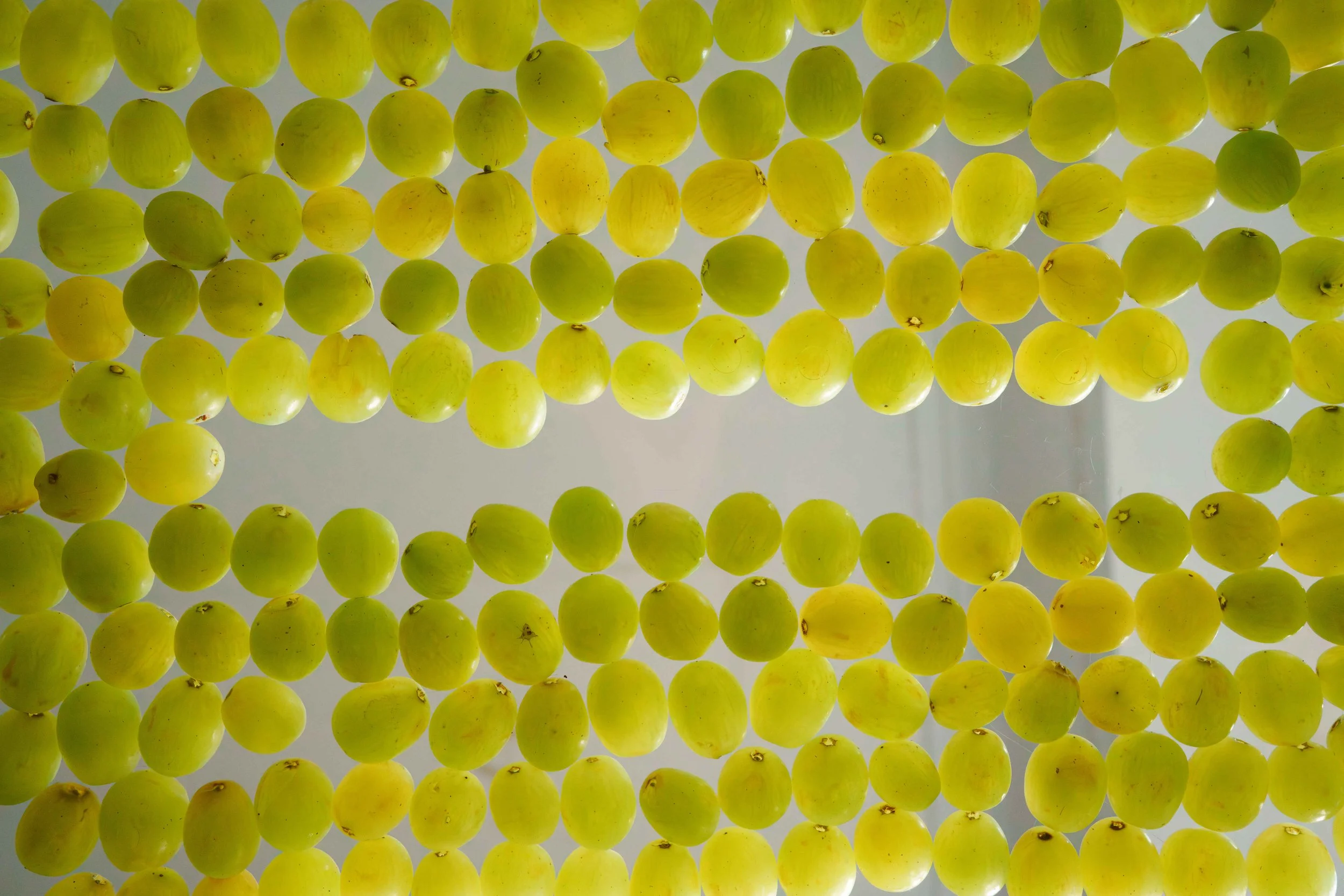 Multiple green grapes hanging in strands against light background.