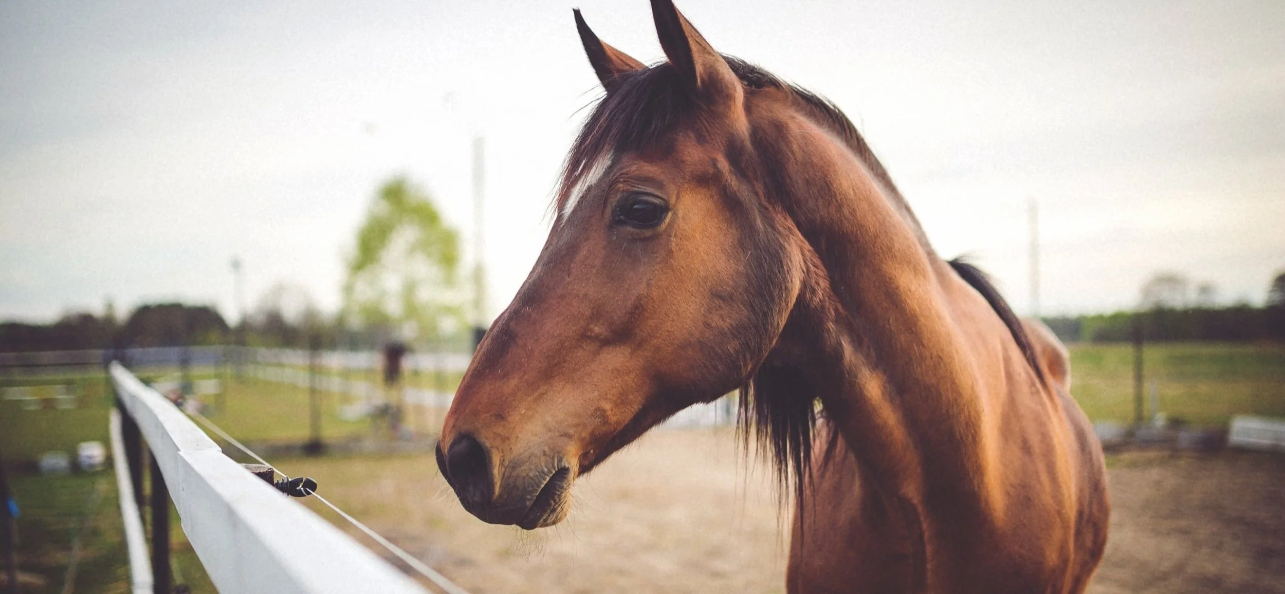 animal-brown-horse.jpg