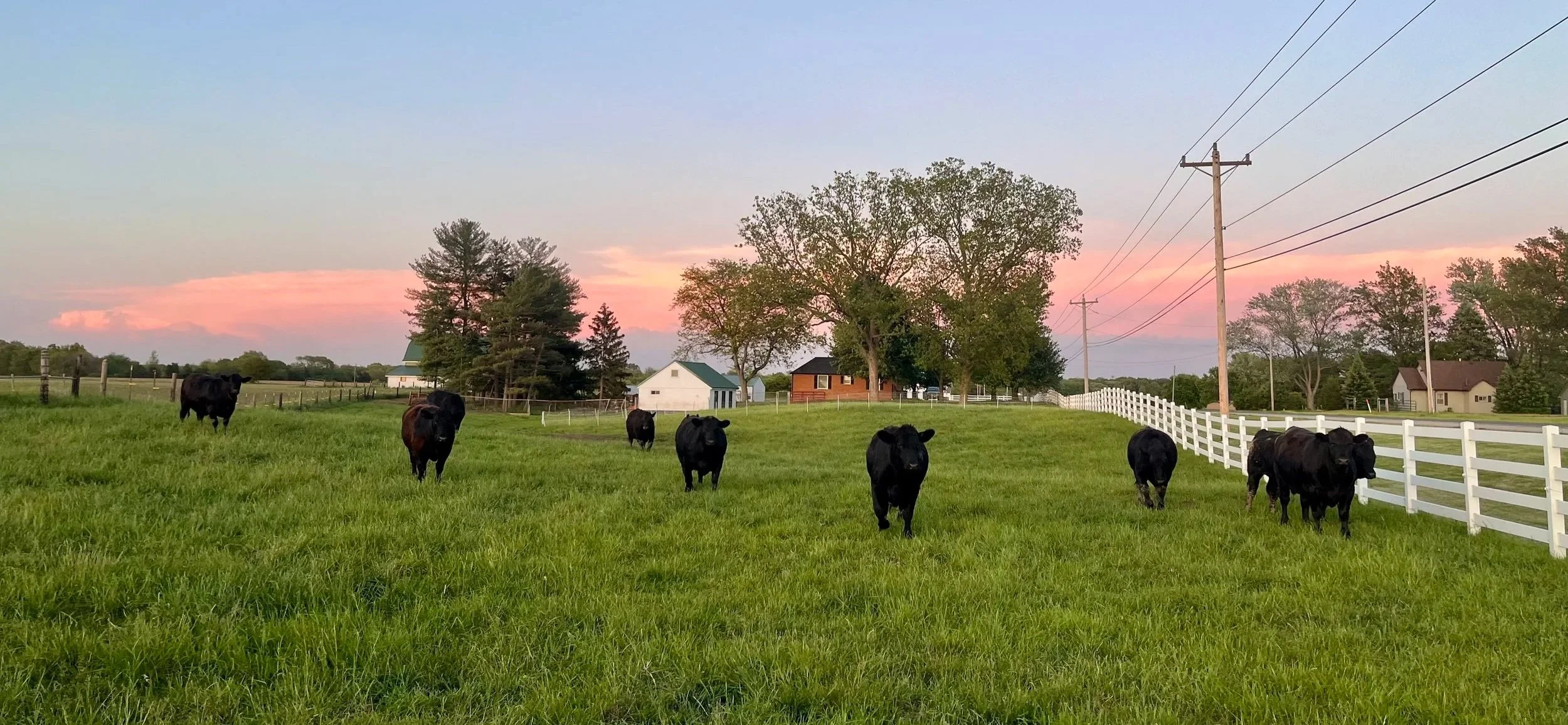 Karl Christ - Farm Animals 4.jpg